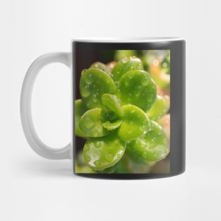 Sedum Mug